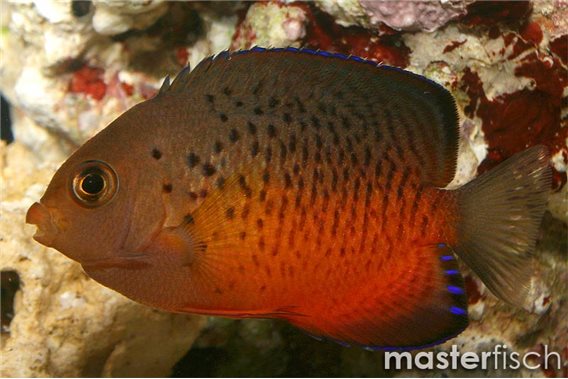 Rusty Angelfish