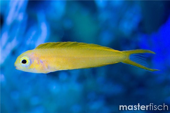 Canary Blenny (bred)