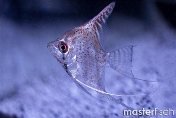 "Amazon spotted" angelfish