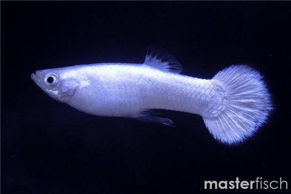 Guppy koi snow white