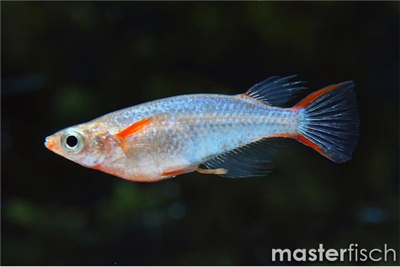 Daisy's Ricefish