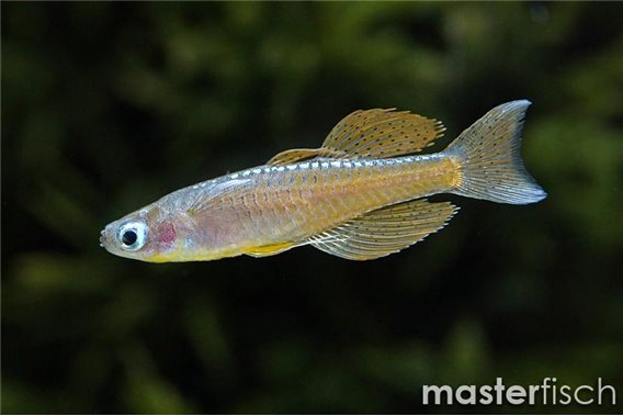 Paska's blue-eye