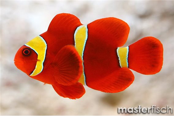 Spinecheek anemonefish