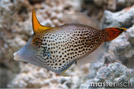 Fantail filefish