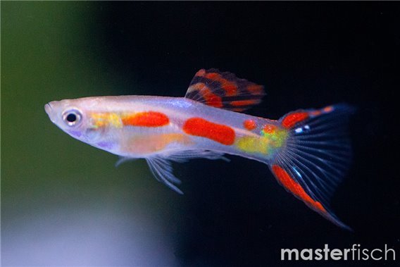 Guppy endler calico