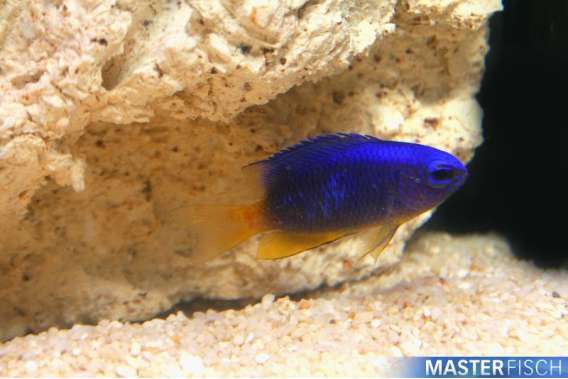 Ambon Damsel