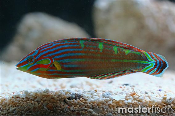 Orange-Tipped Wrasse