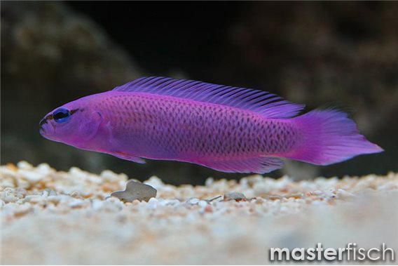 Orchid dottyback