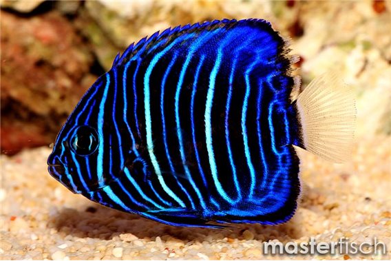 Blue-Ring Angelfish (bred)