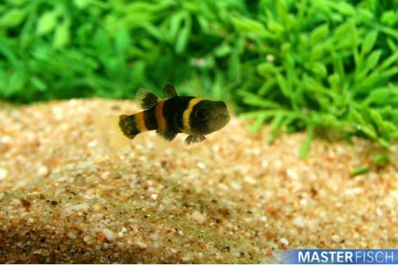 Bumble-Bee Goby (eurpoean breeding)