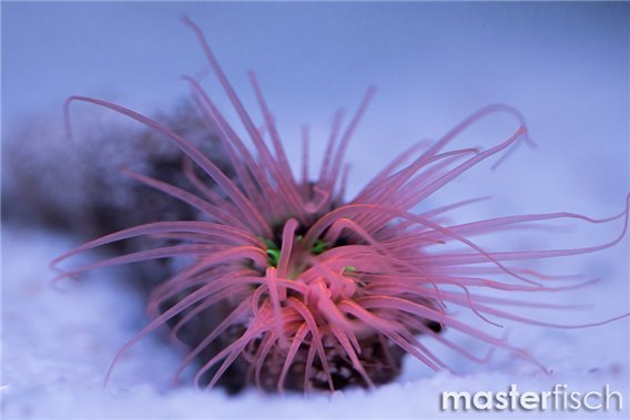 Pink tube anemone