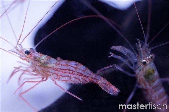 East Asian Lined Shrimp