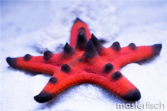 Chocolate Chip Star