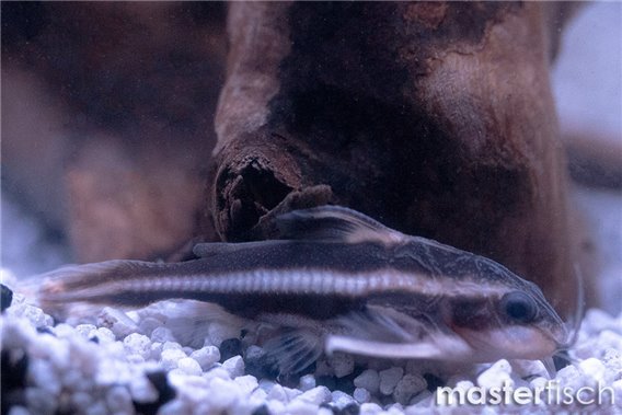 Raphael catfish
