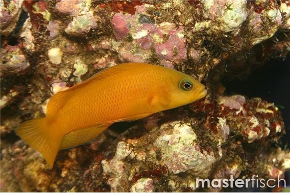 Brown Dottyback