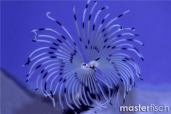 White featherworm