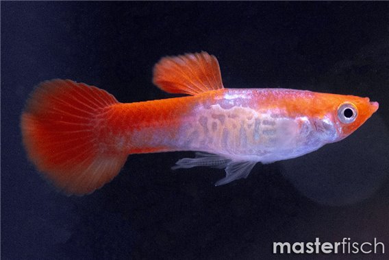 Guppy koi cobra