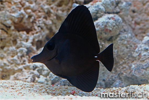 Longnose surgeonfish
