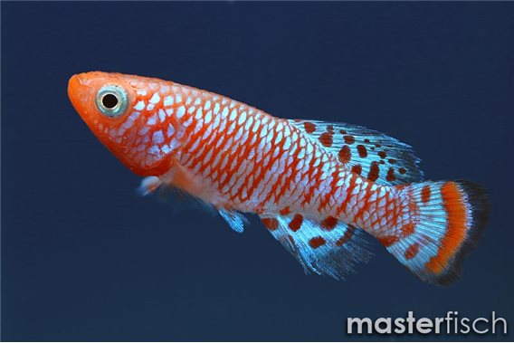 Bluefin nothobranch