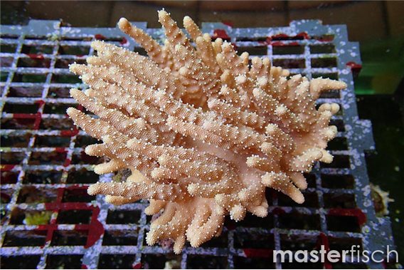 Pauciflorum soft coral (cultured)