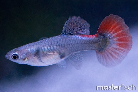 Guppy Elephant ear Red premium