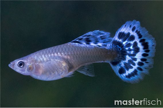 Guppy elephant ear blue premium