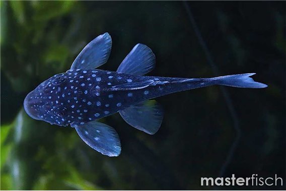 L128 - "Blue Phantom Pleco"
