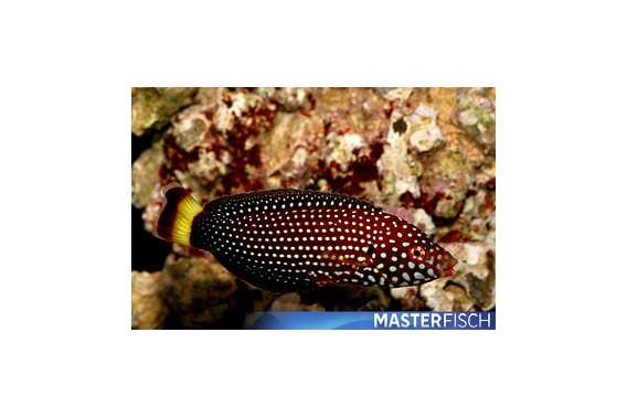 Yellow Tailband Wrasse