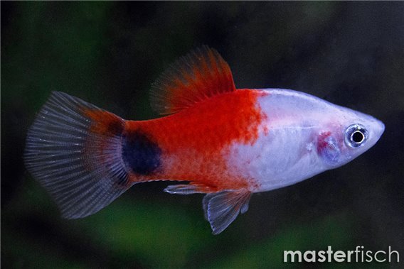 Platy red top mickey mouse