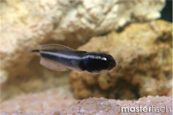 Convict Blenny