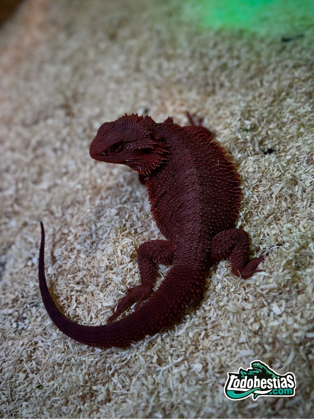 Pogona Vitticeps Red Monster  Macho adulto