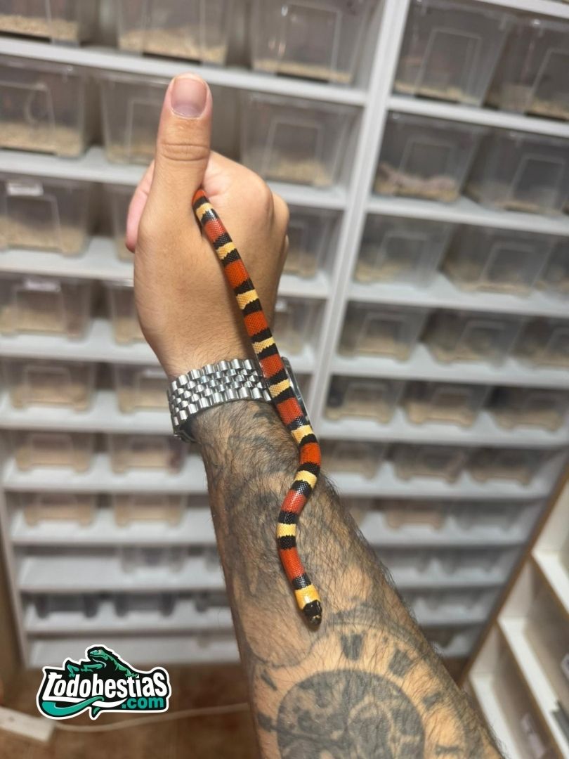 Lampropeltis Campbelli Apricot Pareja adulta