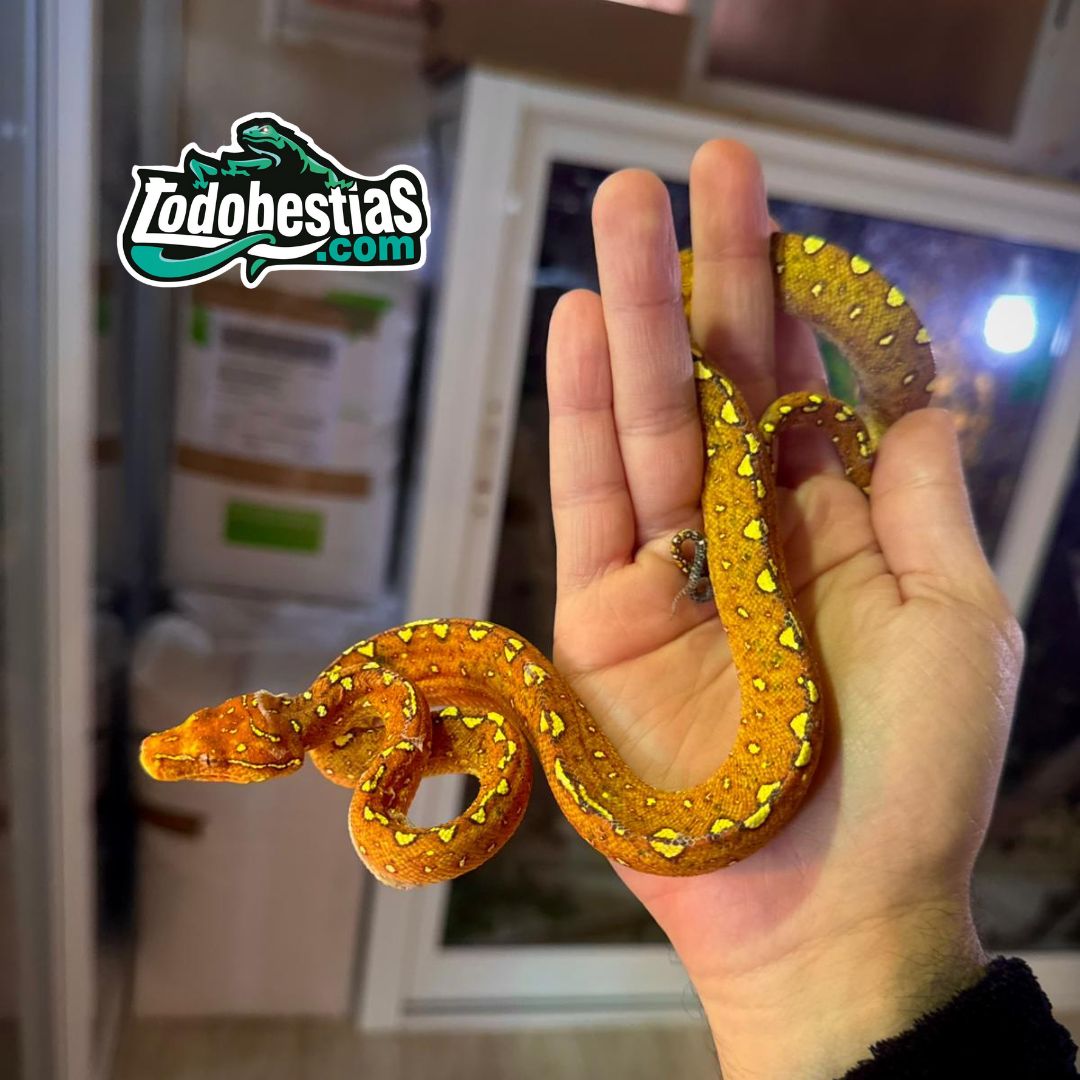 Morelia viridis Biak  (Rojas)