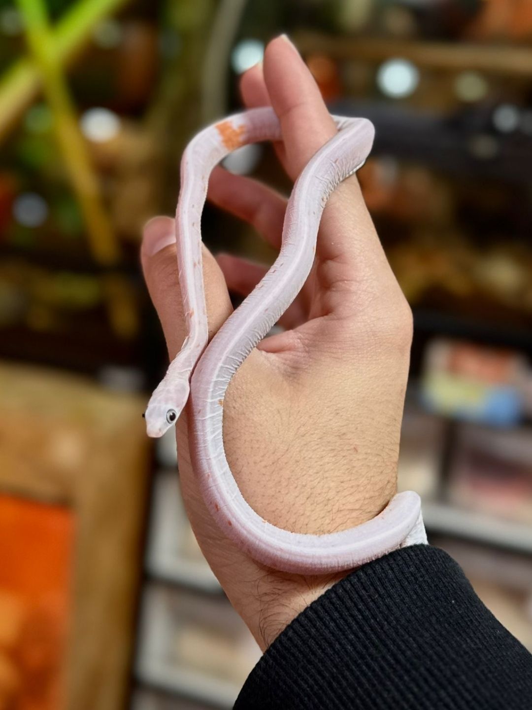 Phanterophis Guttata Scaleless Snow hembra joven