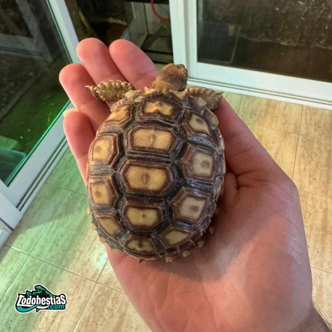 Centrochelys sulcatas 7/8cm