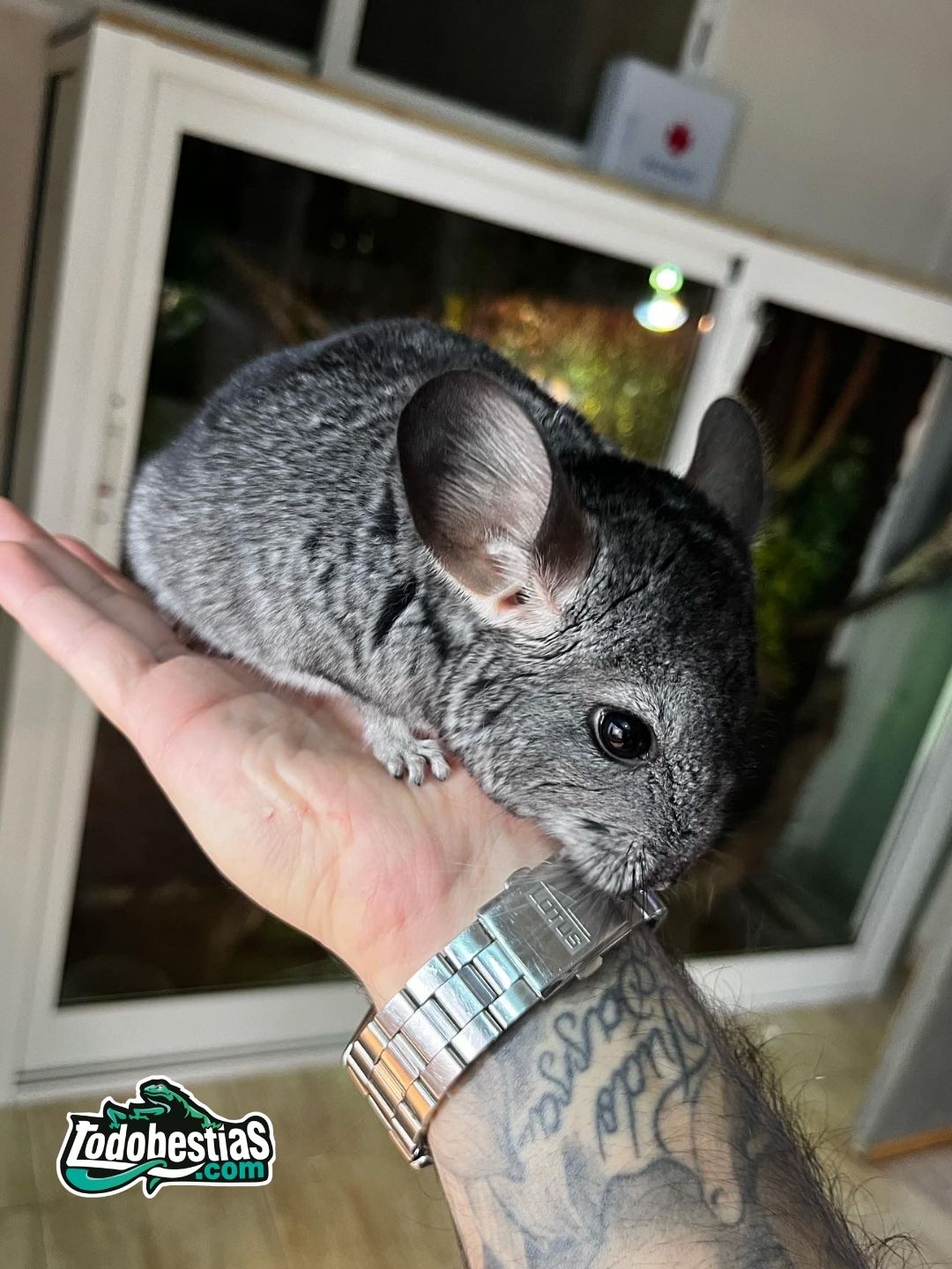 Chinchilla Lanigera gris