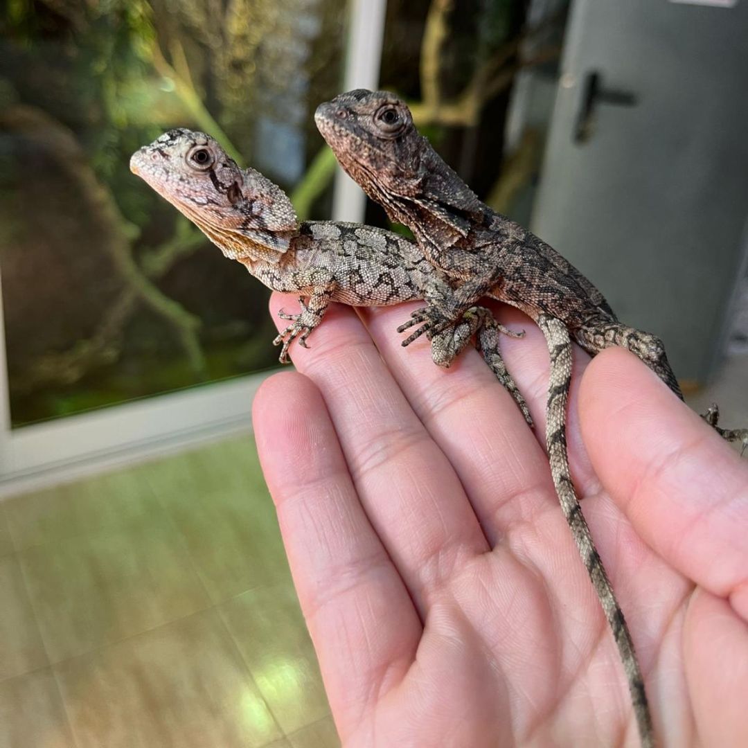 Clamydosaurios kingii