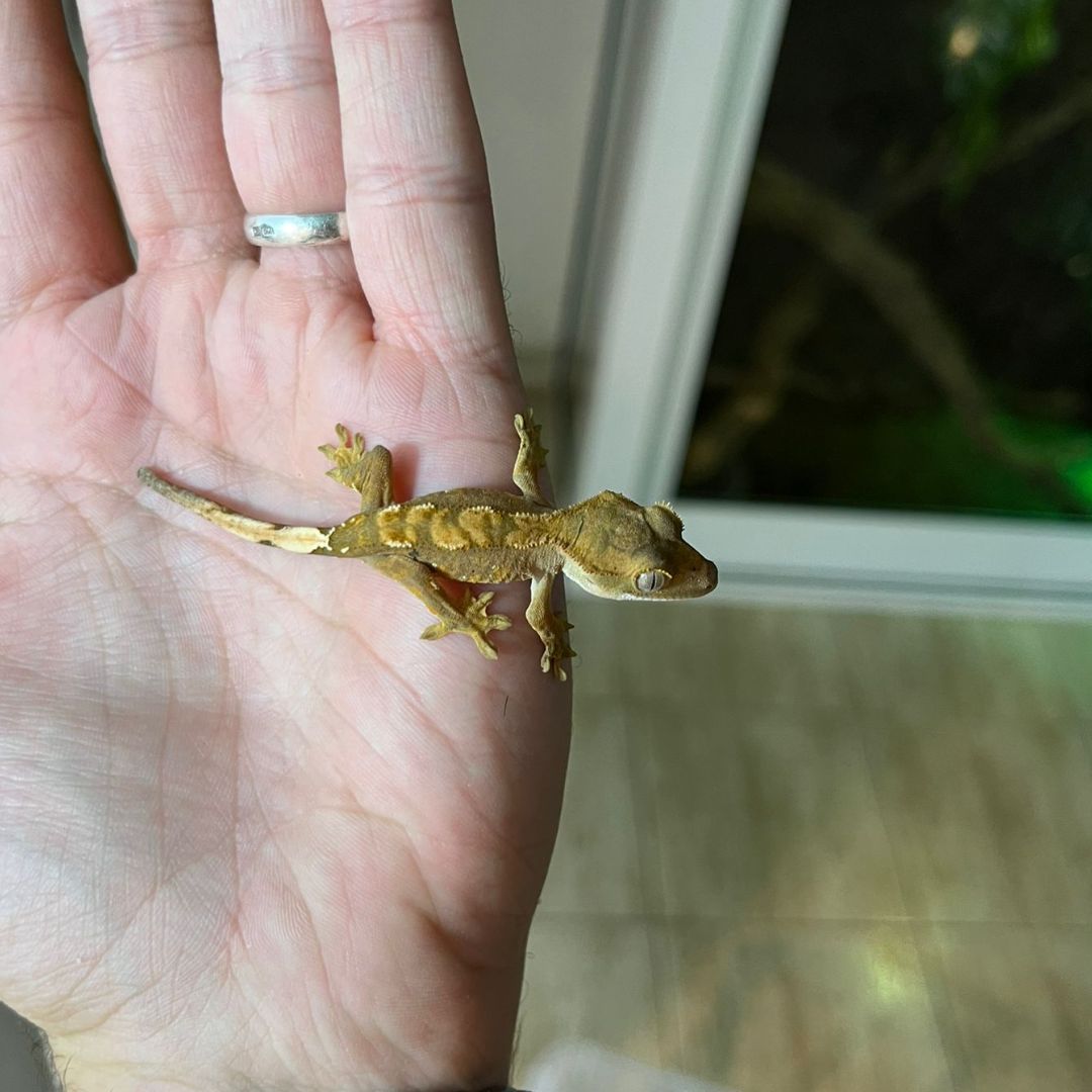 Correlophus ciliatus babys