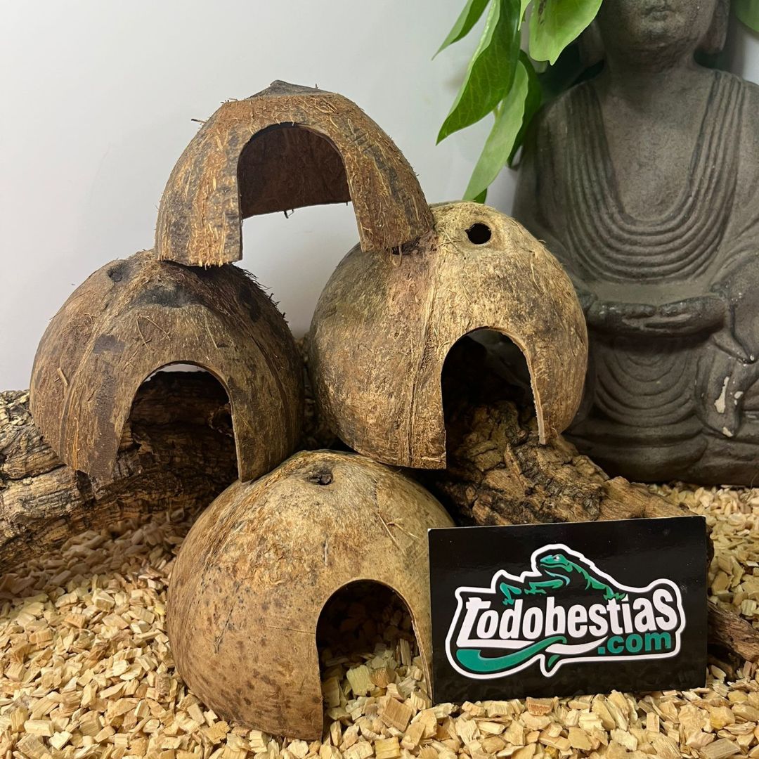 Cueva coco reptiles