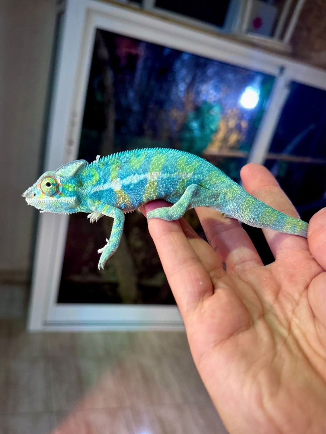 Furcifer pardalis Djangoa  grandes (Parejas)