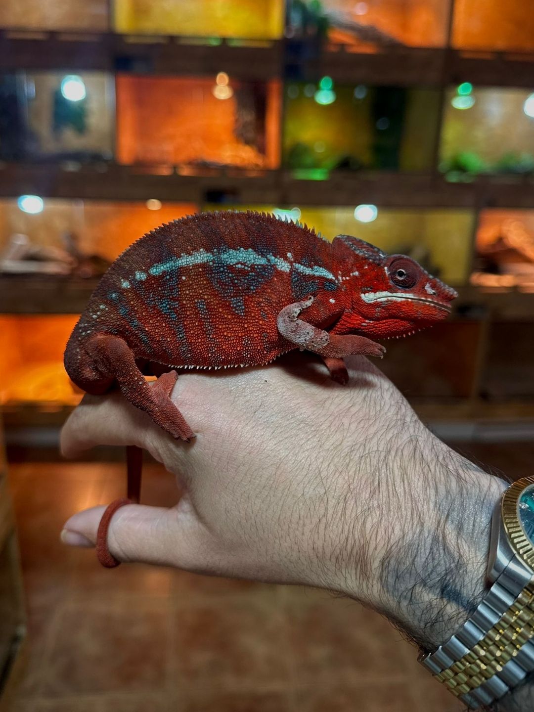 Furcifer pardalis ambilove (Parejas)