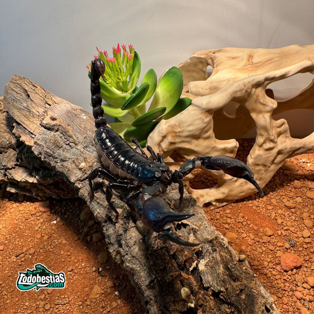 Heterometrus laoticus