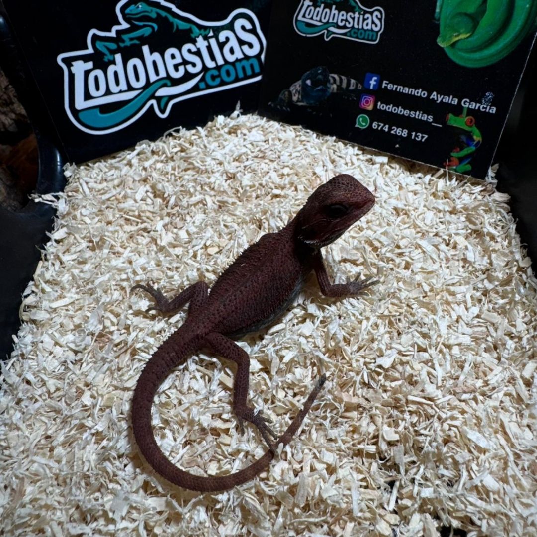 Pogona vitticeps 50% red monster Macho adulto