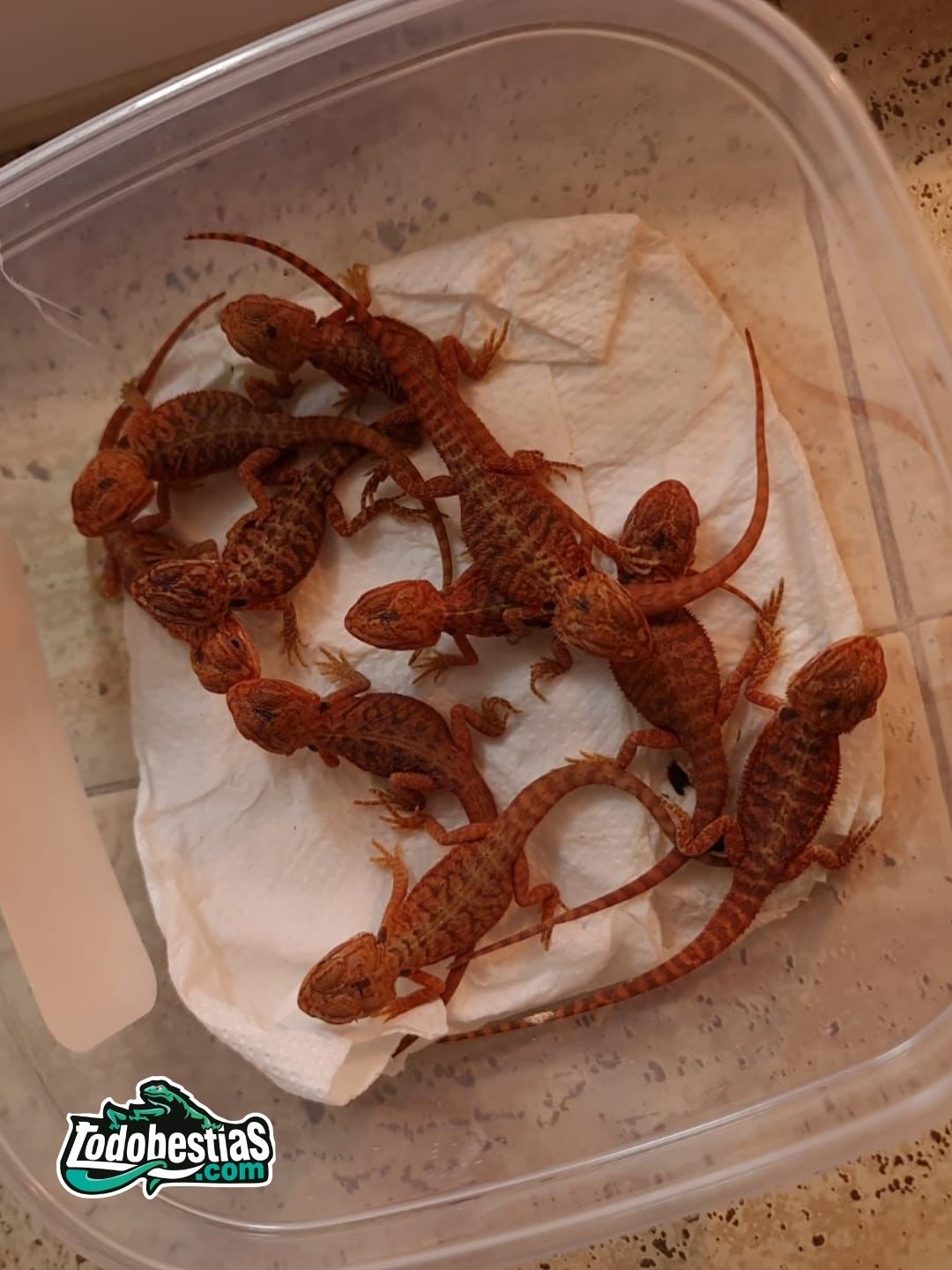 Pogona vitticeps Red babys