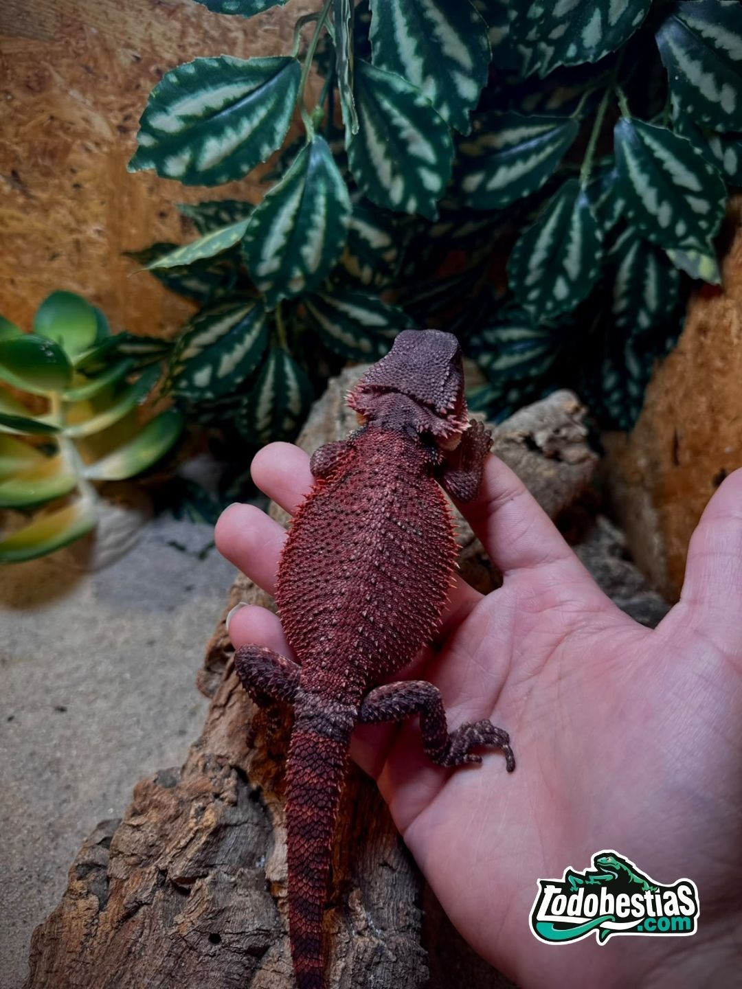 Pogona vitticeps Red monster juveniles