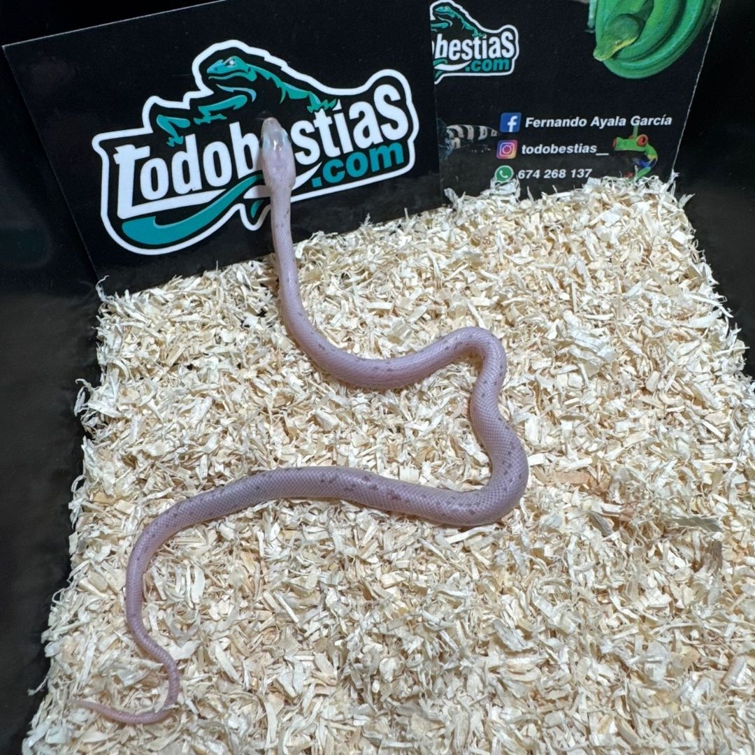 Phanterophis guttata Palmeto Anery