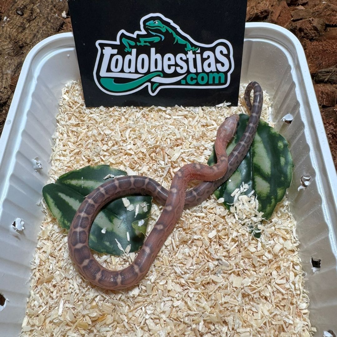 Phanterophis guttatas Scaleless Motley