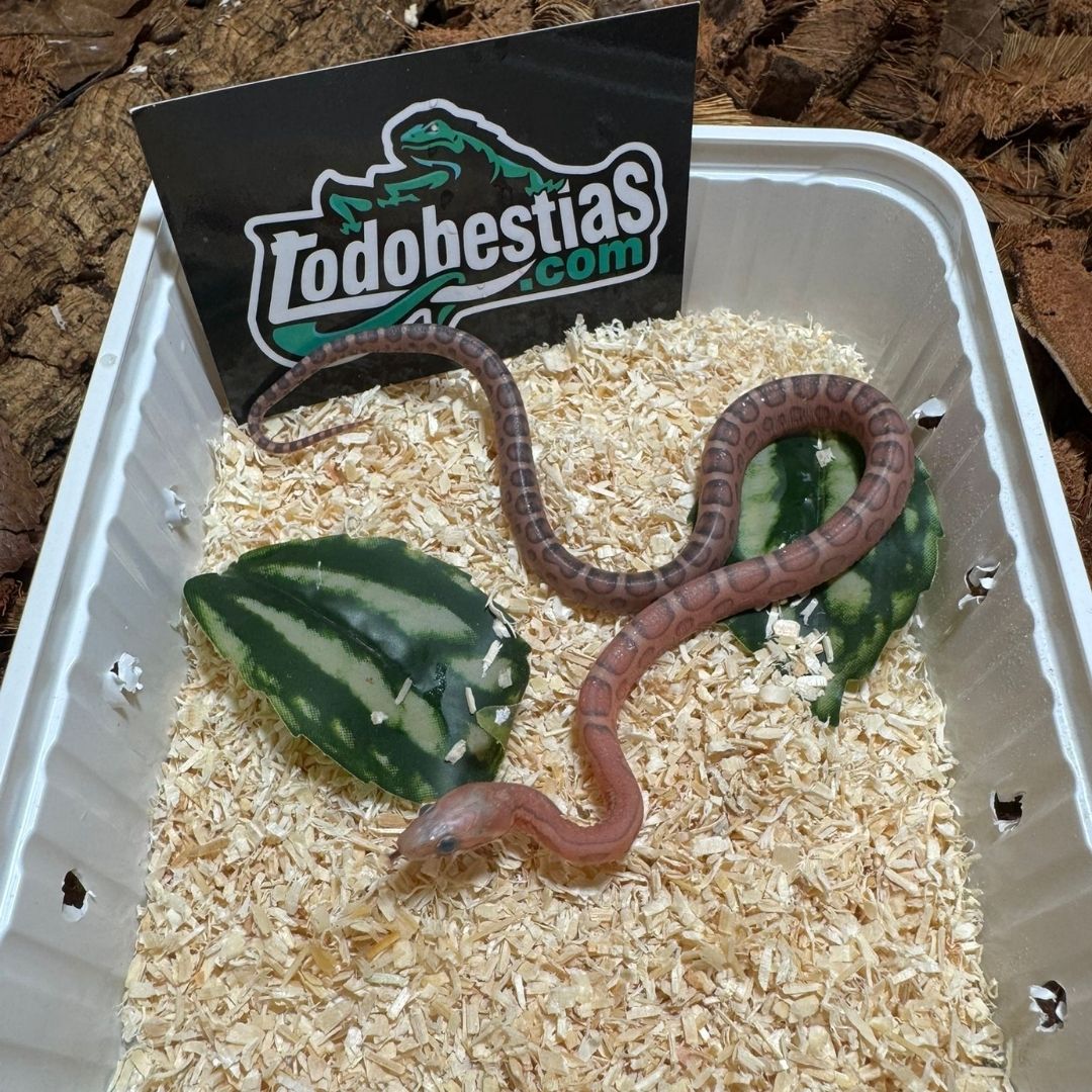 Phanterophis guttatas Scaleless Hypo
