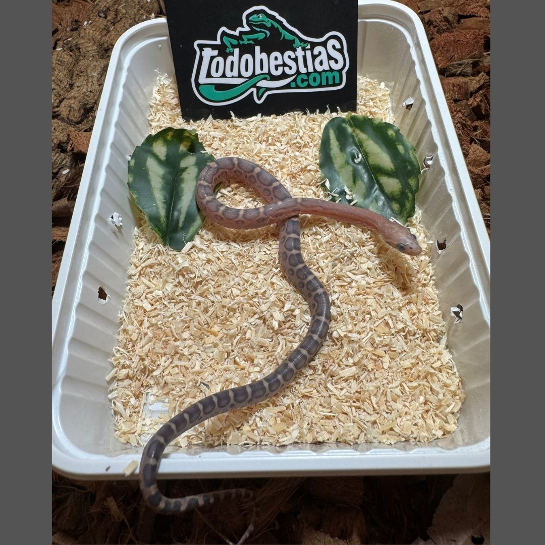 Phanterophis Guttata Scaleless Classic