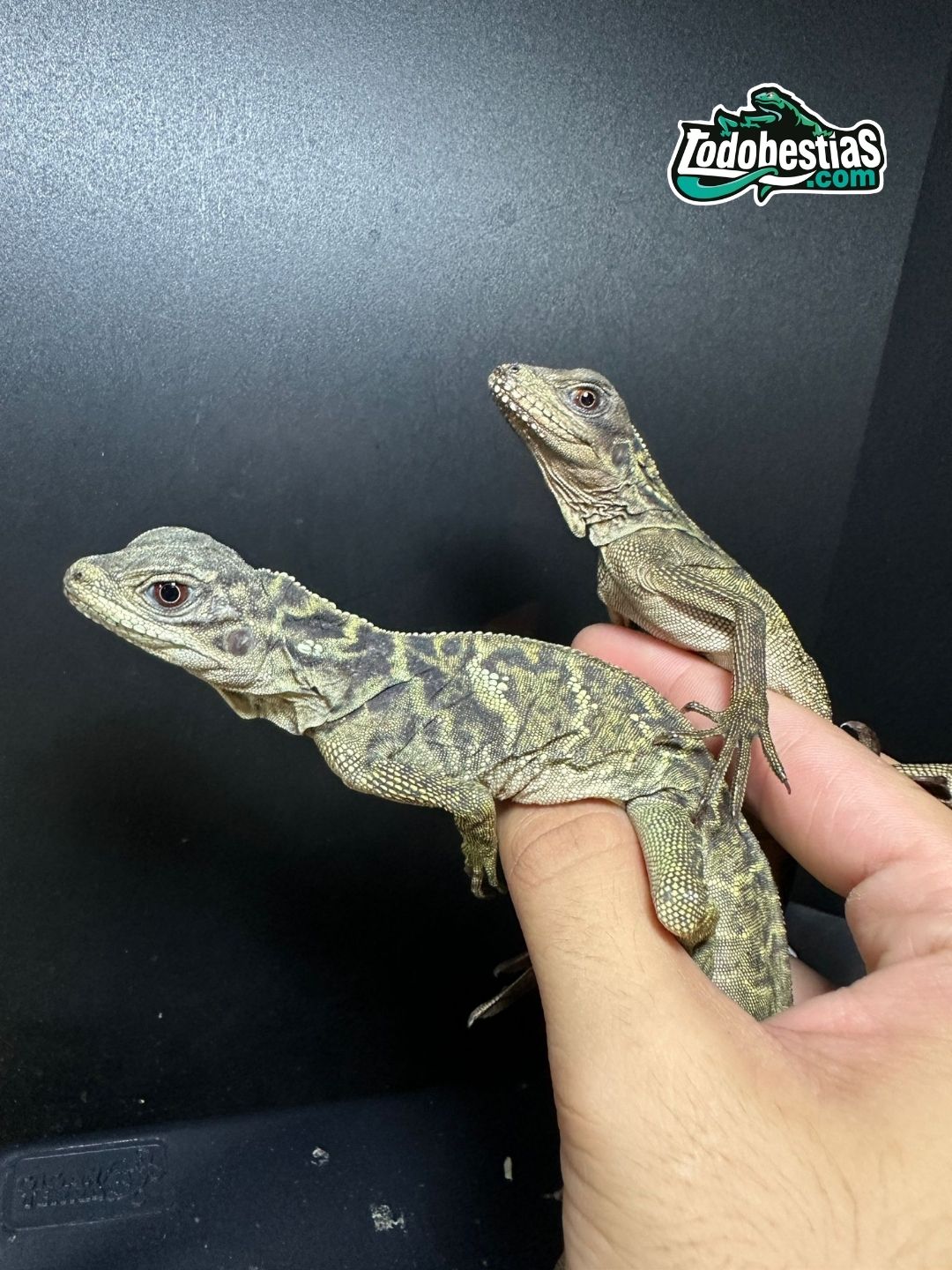 Chamaleo Calyptratus grandes